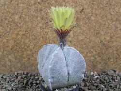 Astrophytum coahuilense quadricostatum, pot 5,5 cm - 12391704
