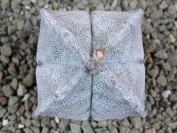 Astrophytum coahuilense quadricostatum, pot 5,5 cm - 12391705