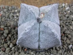 Astrophytum coahuilense quadricostatum, pot 5,5 cm - 12391706