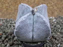 Astrophytum coahuilense quadricostatum, pot 5,5 cm - 12391707