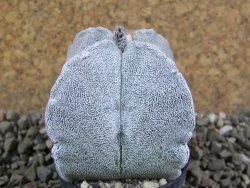 Astrophytum coahuilense quadricostatum, pot 5,5 cm - 12391708