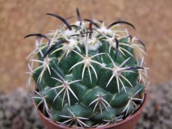 Coryphantha tripugionacantha Tepetatita 10 x seedling 2 cm