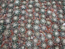 Coryphantha tripugionacantha Tepetatita 10 x seedling 2 cm - 12394968