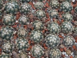 Coryphantha tripugionacantha Tepetatita 10 x seedling 2 cm - 12394969