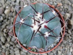 Echinocactus horizonthalonius Entr. Huizache pot 5,5 cm - 12391885
