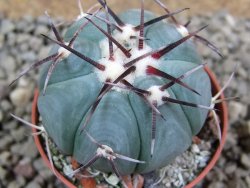 Echinocactus horizonthalonius Entr. Huizache pot 5,5 cm