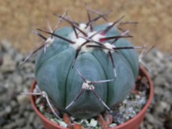 Echinocactus horizonthalonius Entr. Huizache pot 5,5 cm - 12391887