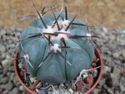 Echinocactus horizonthalonius Entr. Huizache pot 5,5 cm - 12391888