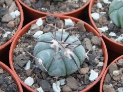 Echinocactus horizonthalonius Entrogue Huizache pot 5,5 cm - 12394980