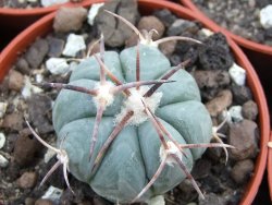 Echinocactus horizonthalonius Entrogue Huizache pot 5,5 cm
