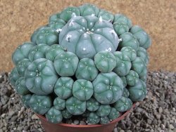 Lophophora williamsii XXXL 12x11x5 cm 50 hlav