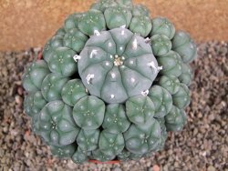 Lophophora williamsii XXXL 12x11x5 cm 50 hlav - 12391940