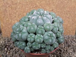 Lophophora williamsii XXXL 12x11x5 cm 50 hlav - 12391941