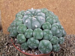 Lophophora williamsii XXXL 12x11x5 cm 50 hlav - 12391942