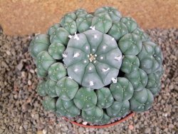 Lophophora williamsii XXXL 12x11x5 cm 50 hlav - 12391943