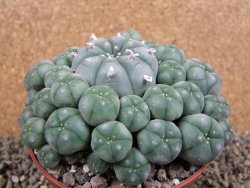 Lophophora williamsii XXXL 12x11x5 cm 50 hlav - 12391944
