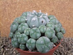 Lophophora williamsii XXXL 12x11x5 cm 50 hlav - 12391945