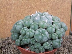 Lophophora williamsii XXXL 12x11x5 cm 50 hlav - 12391946