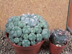 Lophophora williamsii XXXL 12x11x5 cm 50 hlav - 12391947