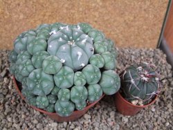 Lophophora williamsii XXXL 12x11x5 cm 50 hlav - 12391948