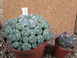 Lophophora williamsii XXXL 12x11x5 cm 50 hlav - 12391949