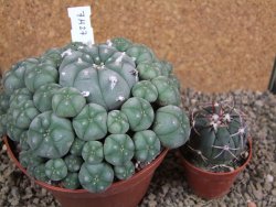 Lophophora williamsii XXXL 12x11x5 cm 50 hlav - 12391950
