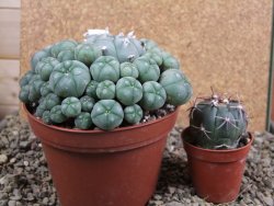 Lophophora williamsii XXXL 12x11x5 cm 50 hlav - 12391951