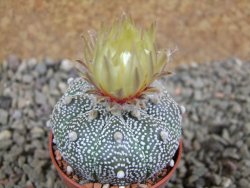 Astrophytum X Super Kabuto pot 5,5 cm