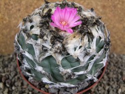 Lophophora jourdaniana XXl pot 10 cm