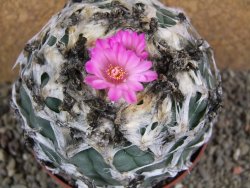 Lophophora jourdaniana XXl pot 10 cm - 12392000