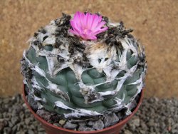Lophophora jourdaniana XXl pot 10 cm - 12392001