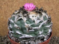 Lophophora jourdaniana XXl pot 10 cm - 12392002