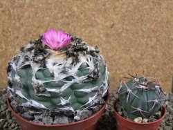 Lophophora jourdaniana XXl pot 10 cm - 12392003