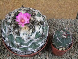 Lophophora jourdaniana XXl pot 10 cm - 12392004