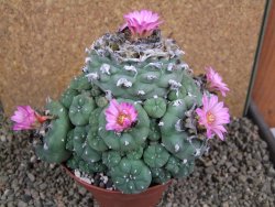 Lophophora jourdaniana XXl 14x11x10 cm
