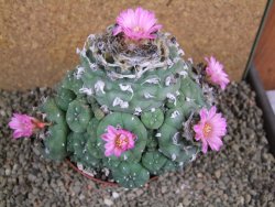 Lophophora jourdaniana XXl 14x11x10 cm - 12392006