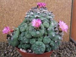 Lophophora jourdaniana XXl 14x11x10 cm - 12392007