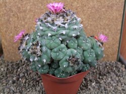 Lophophora jourdaniana XXl 14x11x10 cm - 12392008