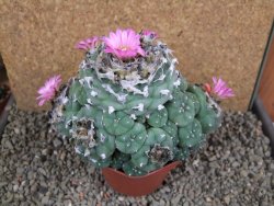 Lophophora jourdaniana XXl 14x11x10 cm - 12392009
