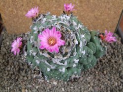 Lophophora jourdaniana XXl 14x11x10 cm - 12392010