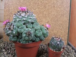 Lophophora jourdaniana XXl 14x11x10 cm - 12392011