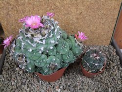Lophophora jourdaniana XXl 14x11x10 cm - 12392012