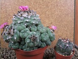 Lophophora jourdaniana XXl 14x11x10 cm - 12392013