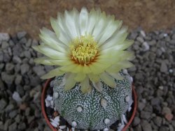 Astrophytum Hanazano Kabuto hybrid Snowy pot 5,5 cm