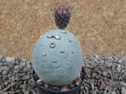 Tephrocactus geometricus pot 5,5 cm