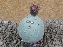Tephrocactus geometricus pot 5,5 cm - 12392110