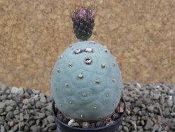 Tephrocactus geometricus pot 5,5 cm - 12392111