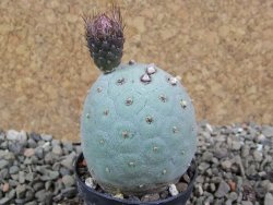 Tephrocactus geometricus pot 5,5 cm - 12392112