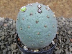 Tephrocactus geometricus pot 5,5 cm - 12392113