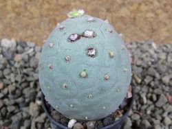 Tephrocactus geometricus pot 5,5 cm - 12392114